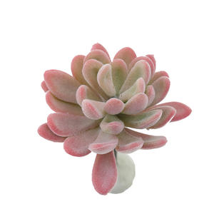 Mini selecciones suculentas artificiales sin maceta diferentes <span class=keywords><strong>tipos</strong></span> surtido suculento <span class=keywords><strong>de</strong></span> imitación <span class=keywords><strong>Echeveria</strong></span> Agave arreglo Floral decoración del hogar - Product Image 6