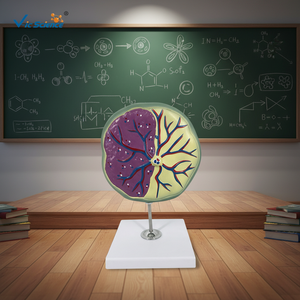 โมเดลรกร่างกายผู้หญิงกายวิภาคศาสตร์มดลูกการฝึกอบรมทางการแพทย์รก - Product Image 5