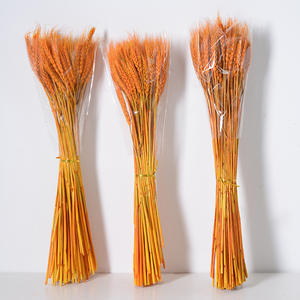<span class=keywords><strong>Bouquet</strong></span> de blé doré séché naturel en gros pour la décoration de magasin de bureau à domicile accessoires de studio de photographie - Product Image 4