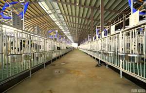 Establo prefabricado de estructura de acero para ganado lechero, edificio para granja ganadera con estructura de acero. - Product Image 4