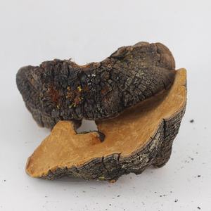 คุณภาพดี Phellinus Linteus <span class=keywords><strong>Sang</strong></span> <span class=keywords><strong>Hwang</strong></span> สารสกัดจากเห็ด/Phellinus Linteus - Product Image 6