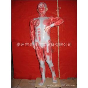 Modèle de muscle humain, modèle de muscle humain en taille réelle, 85 cm, J33219, matériel pédagogique de biologie pour collèges. - Product Image 1