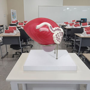 Modèle anatomique de la vessie masculine avec prostate, 2 parties, modèle anatomique de la prostate, modèle anatomique du système reproducteur - Product Image 6