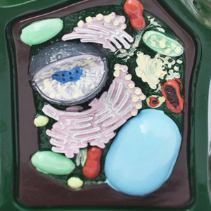 Modello di cellula vegetale ingrandito, struttura dettagliata di <span class=keywords><strong>plastidi</strong></span> e organelli, attrezzatura didattica biologica - Product Image 2