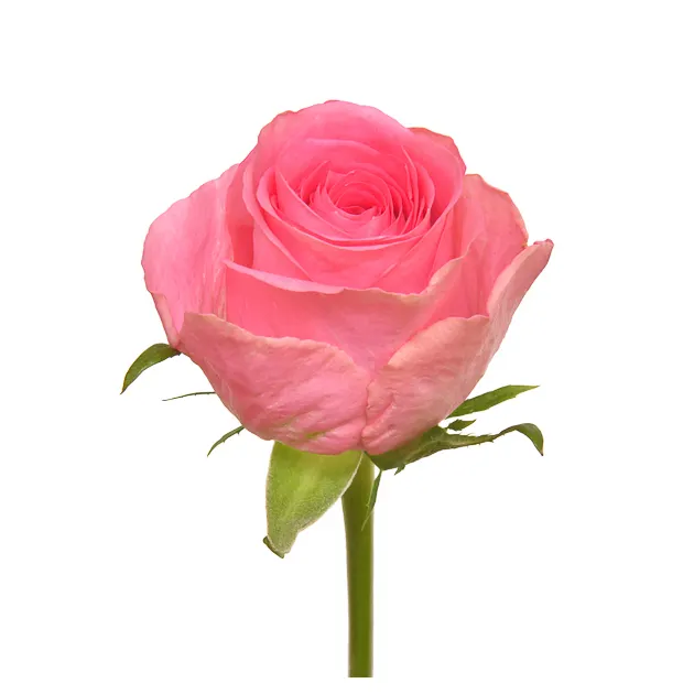 Premium Kenyan Fleurs Fraîches Coupées Smoothie Rose Rose Grande Tête 70cm Tige En Gros Au Détail Roses Fraîches Coupées