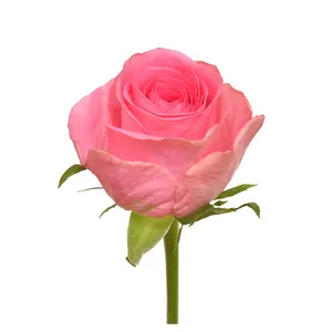 Premium kenyanische frisch geschnittene Blumen Smoothie rosa Rose großer Kopf 70 cm Stiel Großhandel Einzelhandel frisch geschnittene Rosen