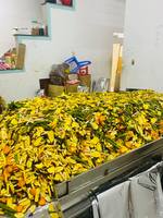 Grote uitverkoop Biologische gedroogde fruitmix met wortel en tropische groenten Hoge kwaliteit uit Lam Dong, Vietnam