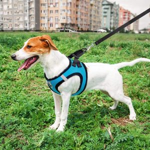 Dog Harness Breathable Mesh <b>Chest</b> Strap <b>Small</b> Breed Pet Walking Gear - Product Image 3