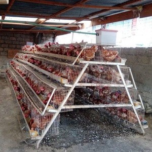 Tavuk çiftliği planları için düşük maliyetli A tipi tavuk yumurtlama kafesi fiyat - Product Image 3