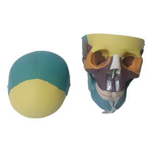 Science médicale enseignement anatomique <span class=keywords><strong>humain</strong></span> détachable taille réelle mannequin <span class=keywords><strong>3D</strong></span> couleur squelette cerveau tête os anatomie <span class=keywords><strong>crâne</strong></span> modèle - Product Image 2