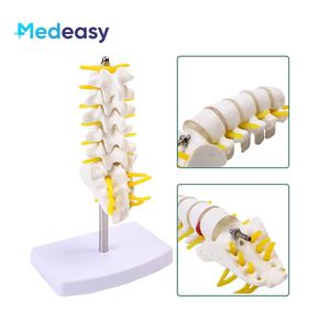 Modèle de colonne lombaire avec vertèbres caudales et mini simulateur de colonne lombaire - Product Image 2