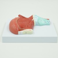 Modelo anatómico agrandado de los músculos de la lengua oral para la enseñanza oral en la Universidad Médica Producto de ciencia médica