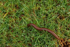 茶サポニン液35% 死滅ミミズ用ターフグラス肥料植物エキスcas 67-71-0 - Product Image 5