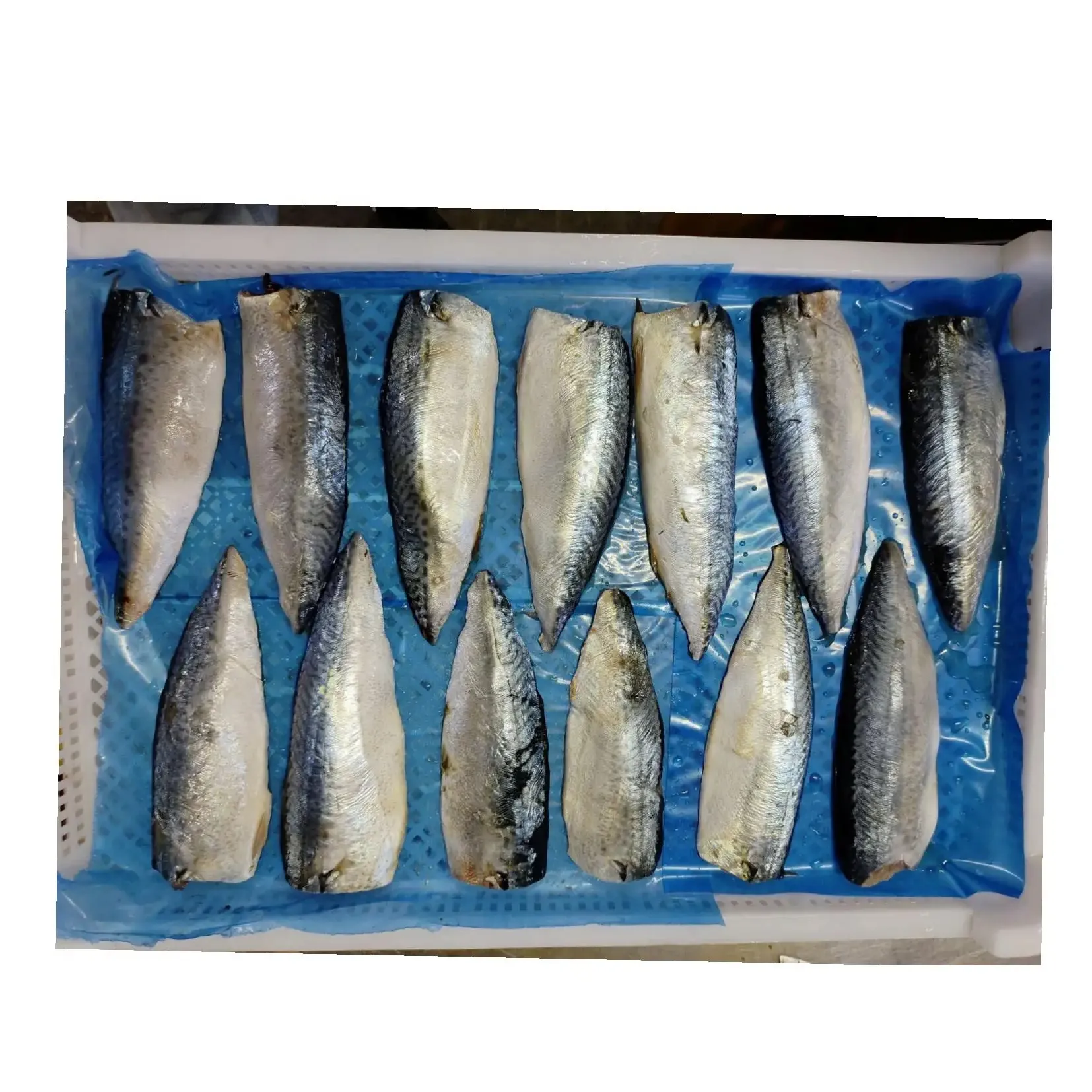 M58 For Canning Factory HGT Pacific Mackerel