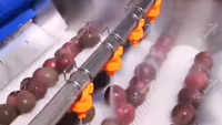 RVS 304 Passievrucht Borstel Polijst- en Belletjeswaslijn Fruit Tomat Avocado Sinaasappel Was- en Sorteerlijn
