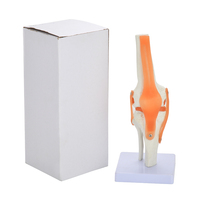 Modelo de articulación de rodilla humana de tamaño natural con modelo de Anatomía de PVC de ligamento para enseñanza y aprendizaje