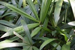 ดรากีน่า เดอเรเมนซิส: ผู้จัดจำหน่ายต้นไม้ในร่มสำหรับสำนักงาน ทนแสงน้อย ใบเขียวสวยงาม - Product Image 3