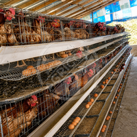 Nouvelles cages automatiques pour poules pondeuses à 3/4/5 niveaux en acier galvanisé à chaud, système de collecte d'œufs multifonctionnel, usage commercial