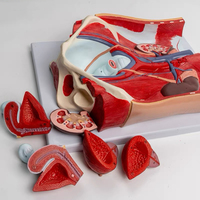 Modèle anatomique de la prostate, outil pédagogique médical, matériel de simulation en PVC détachable, équipement éducatif HUICHUN