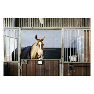 हमारे घोड़े की स्टेबल्स अत्यधिक मौसम के दौरान भी अद्वितीय स्थिरता की पेशकश करते हैं। - Product Image 1