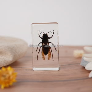 Muestra de Insecto en Resina Real para Enseñanza Escolar y Educativa - Product Image 6