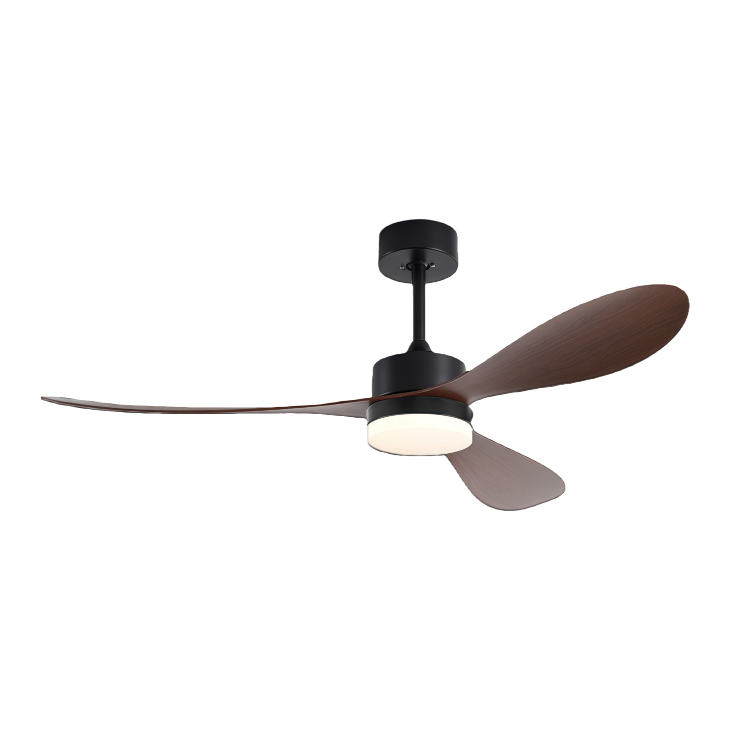 วอลนัทดำ