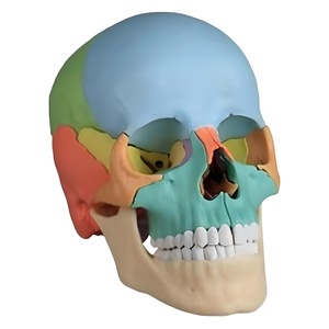Modèle de crâne humain 1:1, 22 pièces, pour l'enseignement, l'art, la dentisterie, l'analyse, qualité médicale - Product Image 4