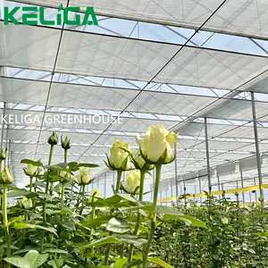 Heavy Duty Mental Frame Winter Greenhouse Outer Door Green Houses For Vegetable Growing Rose Garden Greenhouse For Winter