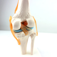 Modelo de hueso anatómico de la articulación de la rodilla humana de tamaño real 1:1, modelos de enseñanza de Anatomía de simulación para Ciencias médicas