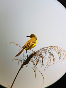 Kính Thiên Văn Một Mắt 10X42 HD 8X42 Cho Điện Thoại Di Động - Product Image 2