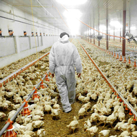 Équipement d'alimentation automatique complet pour l'élevage de volailles, système de mangeoire pour poulets de chair en poulailler