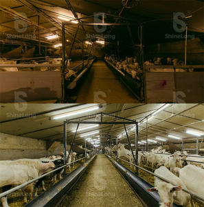 Lámpara LED ShineLong IP69K para Aves de Corral, 5000K Luz Diurna, 150 Lm/W, Regulable, Garantía de 5 Años, para Uso en Granjas - Product Image 3