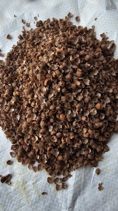Cáscara de Chana Negra Seca 100% Natural de Primera Calidad para Alimentación de Ganado, Nutrición Bovina, Alta en Fibra, Suministro a Granel Disponible - Product Image 6