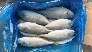 X9396 Pesce Spigola Gialla Congelata Intera, Fornitore Produttore, 500-800g - Product Image 2