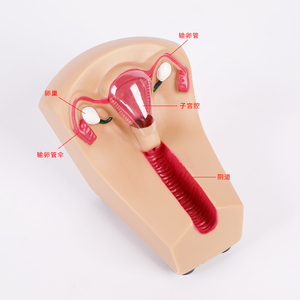 Model pelatihan kontrasepsi dalam rahim wanita untuk sains medis - Product Image 1