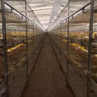 Cage en treillis métallique pour l'élevage de poulets de chair, entièrement automatique, de haute qualité, galvanisée à chaud, longue durée de vie, avec prix d'usine