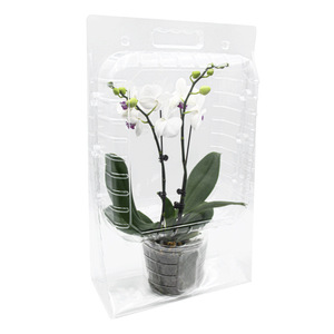 Phalaenopsis cây giống vận chuyển vật nuôi hộp 3.0/3.5 vỏ viên nang bao bì nổi hoa bảo vệ hộp nhựa cho dập - Product Image 1