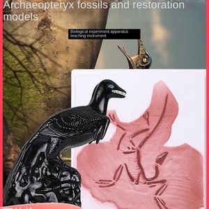 पुरातत्व जीवाश्म पुनर्स्थापना मॉडल प्लास्टिक कंकाल मॉडल ऑर्निथोसे वर्गीकरण पक्षी मूल विकास - Product Image 5