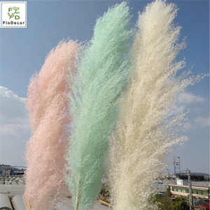 Photo <strong>Background</strong> <strong>Instagram</strong> Dried Preserved Pampas Grass Flowers - Product Image 2