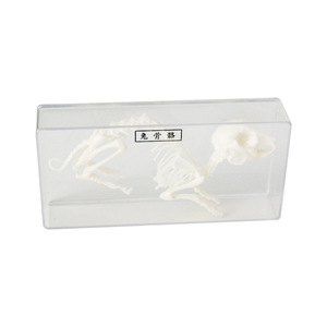 Modèle d'échantillon squelettique de lapin J43106, équipement d'expérimentation biologique pour collèges, échantillons biologiques pour collèges - Product Image 1