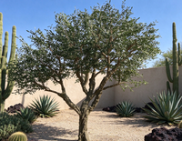 Arbre d'olivier artificiel haut de gamme en soie, personnalisé, grand format, décoratif, forgé, en pot, avec fleurs, en soie de qualité supérieure