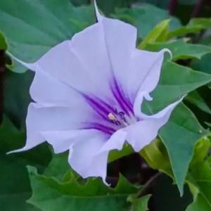 Полностью водорастворимый высокочистый порошок дурного порошка, экстракт дурного порошка, большой запас - Product Image 2