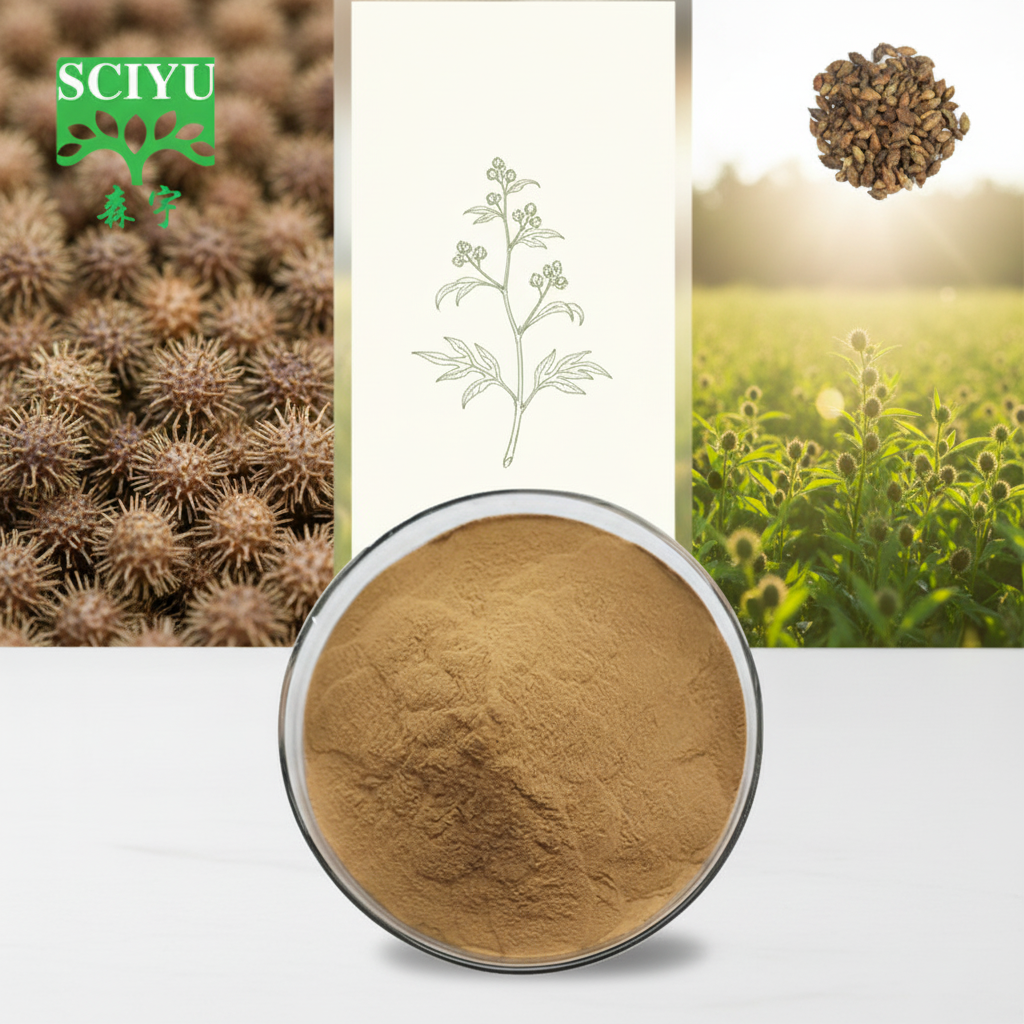 Xanthium Sibiricum Fruchtextrakt-Pulver 10:1 20:1 Wasserlöslich Halal-Zertifiziert Höchste Qualität Fassverpackung für Nahrungsergänzungsmittel****^^^^ https://www.siboasi.com