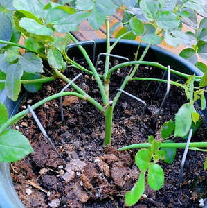 Đinh Vải Phủ Mặt Đất Hình Chữ U Đinh Vải Phủ Mặt Đất Cho Thảm Cỏ Dại Cọc Đinh Chốt Cỏ Nhân Tạo - Product Image 5