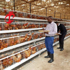 Ontwerp Van De Pluimveehouderij In <span class=keywords><strong>Zambia</strong></span> Tanzania Volautomatische Apparatuur Voor De Kooi Van De Batterijlaag - Product Image 2