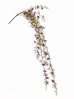 107 mini-orchidées Phalaenopsis artificielles, fausses fleurs pour la décoration de la maison, des mariages, des murs, des vases et des arrangements