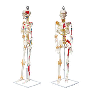 Halbmuskel-Halbband-Skelett modell FRT011 Hängendes menschliches Skelett modell Medizinisches Anatomie-Wirbelsäulen nerven wurzel modell - Product Image 2