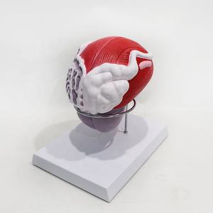 Modelo Ampliado <span class=keywords><strong>de</strong></span> Vejiga, Banda Prostática, Modelo Educativo del Cuerpo Humano, Modelos <span class=keywords><strong>de</strong></span> Anatomía del Sistema Reproductor - Product Image 1