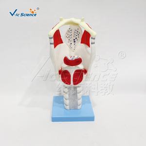 Медицинская анатомическая модель Человеческая медицинская наука дыхательная система Модель образования человеческих органов анатомическая модель функции гортани - Product Image 3