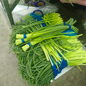 <span class=keywords><strong>Ail</strong></span> frais certifié GLOBAL GAP HACCP, tiges d'<span class=keywords><strong>ail</strong></span> en vrac, expédition en chaîne du froid, vente en gros pour supermarchés, provenant du Shandong, Chine - Product Image 5
